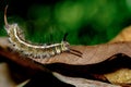 Macro bug and animal life. Black caterpillar with yellow stripes Royalty Free Stock Photo