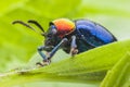 Macro bug Colorful Royalty Free Stock Photo