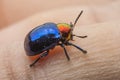 Macro bug Colorful Royalty Free Stock Photo