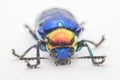 Macro bug Colorful Royalty Free Stock Photo