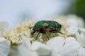 Macro of a bug on a flower