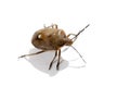 Macro bug isolated Royalty Free Stock Photo