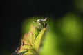 Macro of a bug in the late evening light Royalty Free Stock Photo