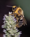 Macro of a Bumble bee (Bombus impatiens) covered in yellow pollen balls