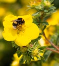 Macro of a bumble bee bombus on a potentilla fruticosa blossom with blurred bokeh background; pesticide free environmental prote