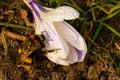 Church Crocus bumble bee