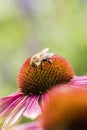 Macro of Bumble Bee on Double Decker Cone Flower Echinacea Royalty Free Stock Photo