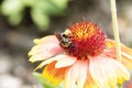 Macro of a Bumble Bee on a Flame Colored Arizona Sun Flower Gaillardia Arizona