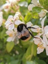 Macro bumble bee