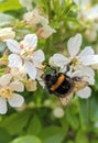 Macro bumble bee