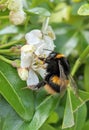 Macro bumble bee