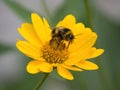 A macro bumblebee