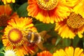 Macro - Bumblebee on a bright orange flower Helenium