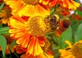 Macro - Bumblebee on a bright orange flower Helenium