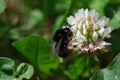 Macro bumblebee on the clover flower close-up with green background.