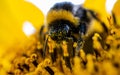 Macro of a bumblebee collecting pollen from a sunflower flower Royalty Free Stock Photo