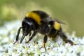 Macro bumblebee feeding on flower Royalty Free Stock Photo
