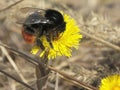 Macro bumblebee on the first flowers of mother and stepmother