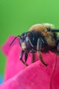 Macro Bumblebee Flower