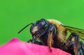 Macro Bumblebee Flower