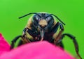 Macro Bumblebee Flower