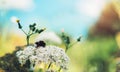 Macro bumblebee on garden flower on yellow backdrop bloom plant and blue sky, bee sits on a flora against a green field background Royalty Free Stock Photo