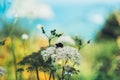 Macro bumblebee on garden flower on yellow backdrop bloom plant and blue sky, bee sits on a flora against a green field background