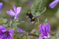 Macro bumblebee hovering in air covered in pollen with purple flowers Royalty Free Stock Photo