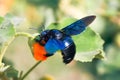 Macro Bumblebee on the orange flower