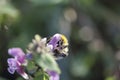 Macro of a bumblebee sucking flowers