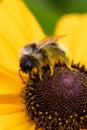 Macro of a bumblebee on a sunflower Royalty Free Stock Photo