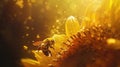 Macro bumblebee on sunflower, pollen basket clear, morning light Royalty Free Stock Photo