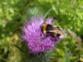 Macro bumblebee on a Thistle flower on a sunny day