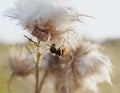 macro bumblebee white flower close-up sunlight bokeh background blossom