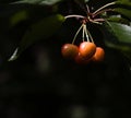 Marco of a bunch of cherries Royalty Free Stock Photo