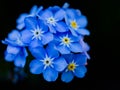 Macro of bunch of forget-me-nots