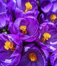 Purple Crocus with Yellow Center Royalty Free Stock Photo