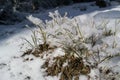 Macro bush covered with snow high in the mountains