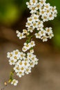 Macro bush of small white flowers on a branch