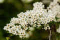 Macro bush of small white flowers on a branch