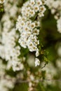 Macro bush of small white flowers on a branch