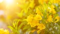 Macro bush of Yellow elder, Trumpetbush or Trumpet Flower on the branch