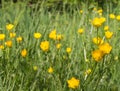 Macro of buttercups, wild flowers and grass for sustainable meadow Royalty Free Stock Photo