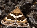 Macro of a butterfly : Grammodes stolida Royalty Free Stock Photo