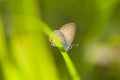 Macro of a butterfly on grass blade Royalty Free Stock Photo