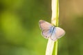 Macro of a butterfly on grass blade Royalty Free Stock Photo