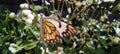 Macro of a Butterfly Royalty Free Stock Photo