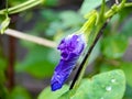 macro butterfly pea flower blue pea, bluebellvine, cordofan pea, clitoria ternatea with green leaves isolated on blur background. Royalty Free Stock Photo