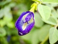 macro butterfly pea flower blue pea, bluebellvine, cordofan pea, clitoria ternatea with green leaves isolated on blur background. Royalty Free Stock Photo