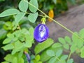 macro butterfly pea flower blue pea, bluebellvine, cordofan pea, clitoria ternatea with green leaves isolated on blur background. Royalty Free Stock Photo